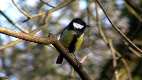 Great Tit Bird Video stock 229759676