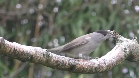 Great Tit Bird Stock Footage 229759682