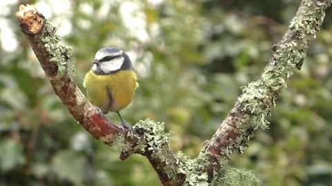 Great Tit Bird Video stock 229759688