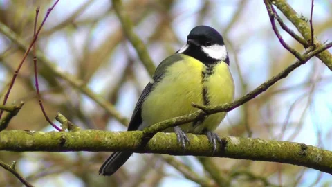 Great Tit Bird Stock Footage 229759689