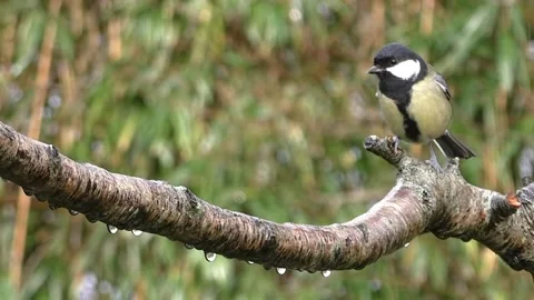 Great Tit Bird Video stock 229759691