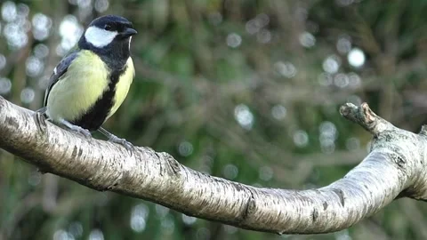Great Tit Bird Stock Footage 229759700