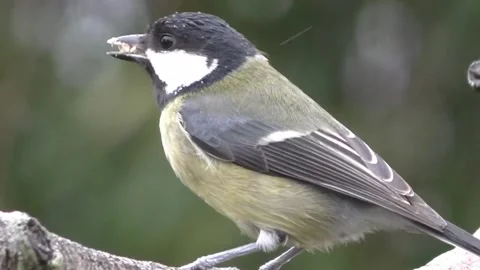 Great Tit Bird Stock Footage 229759702