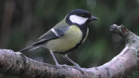 Great Tit Bird Stock Footage 229759703