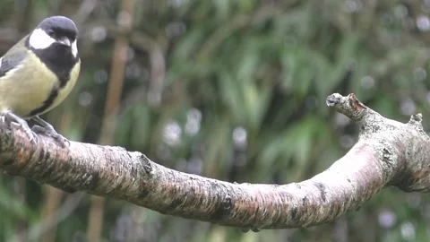 Great Tit Bird Stock Footage 229759709