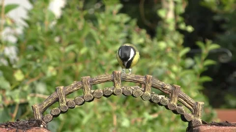 Great Tit Bird Video stock 229759711