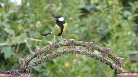 Great Tit Bird Stock Footage 229759714
