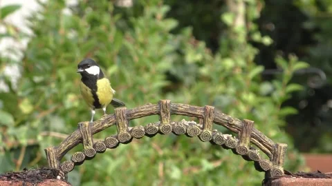 Great Tit Bird Stock Footage 229759718
