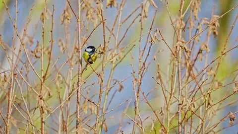 The Great Tit bird Stock Footage 330275486