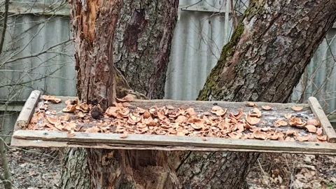 Great Tit Bird Foraging on Rustic Wooden Feeder Stock Footage 324953021