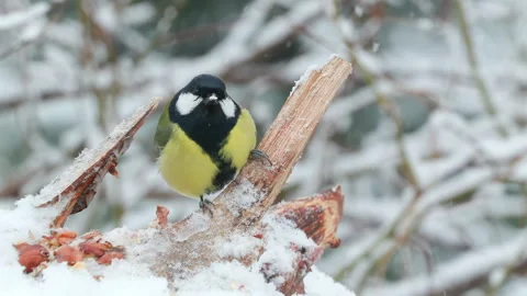 Great tit bird on ground pan left feed fly away snowing winter scene Parus major Video stock 265064899