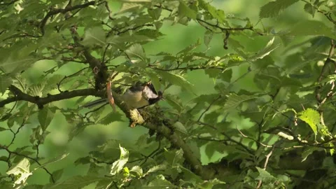 Great Tit Bird Hopping Between Branches in Lush Tree Canopy - 4K Macro Wildlife Vídeos de archivo 335259401