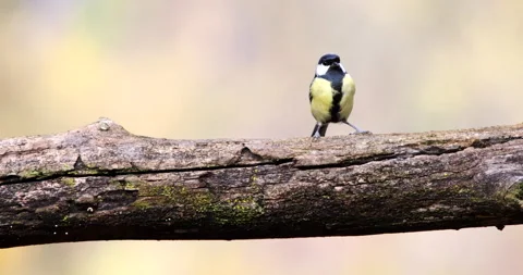 Great Tit bird isolated perched on a tree branch and flying away slow motion Stock Footage 239104267