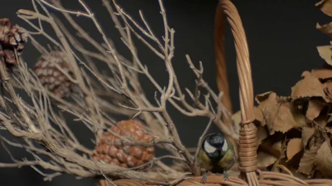 Great tit bird jumping on branches in basket and flying away. Studio Light  Stock Footage 83708640