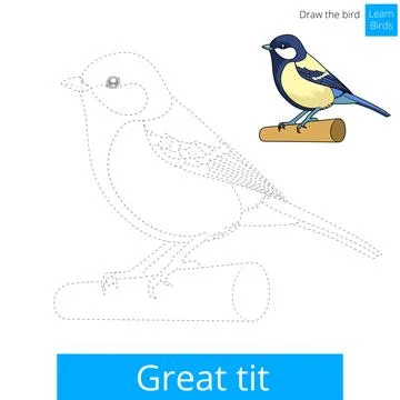 Great tit bird learn to draw vector Stock Illustration