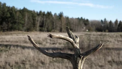 Great tit bird makes a pretty landing on a dead tree branch. Stock-Footage 172263254