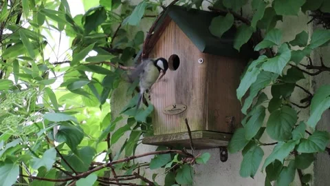 Great tit bird is making a mistake by entering a birdhouse Vídeos de archivo 172140914