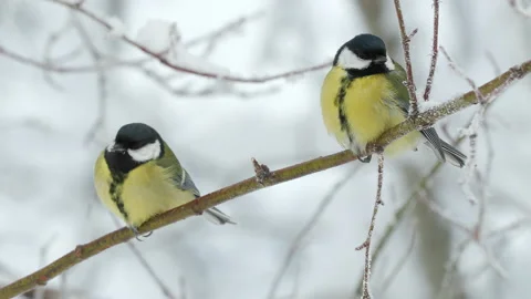 Great tit bird pair perched winter scene Parus major natural world norway Video stock 231104558