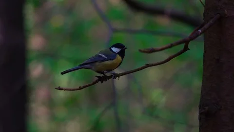 Great Tit Bird (Parus major) Perching on Tree Branch in Forest Stock Footage 117837769
