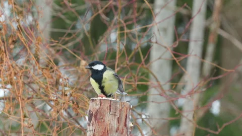 Great tit bird perched feed winter scene Parus major natural world norway Video stock 263422182