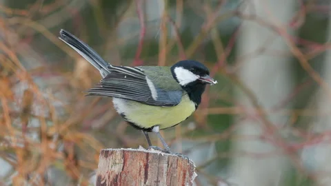 Great tit bird perched feed winter scene Parus major natural world norway Video stock 263424311