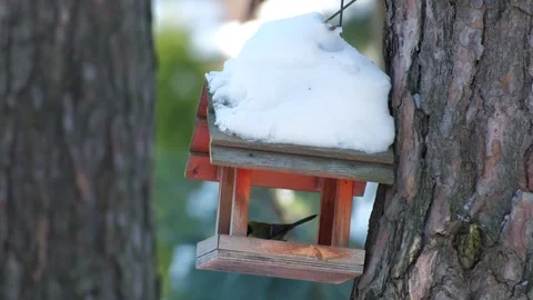 Great Tit Bird Perched Inside A Snow-Covered Winter Feeder House Stock Footage 343281381