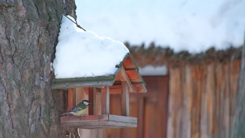Great Tit Bird Perched On Snowy Wooden Bird Feeder Stock Footage 344051257