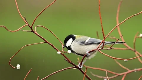 Great Tit Bird Perched on Thin Tree Branch with Small White Berries Vidéo 330165742