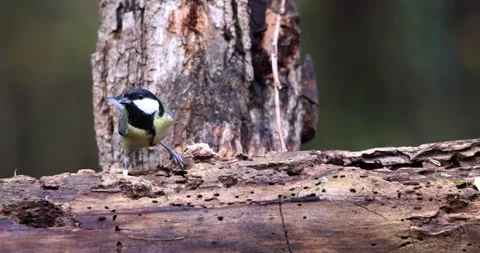 Great Tit bird perched on a tree and eating larvae from the bark slow motion Stock Footage 239105261