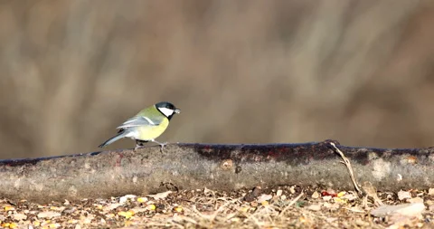 Great Tit bird perched on a tree trunk eating seeds and flying away slow motion Vídeo Stock 239387921