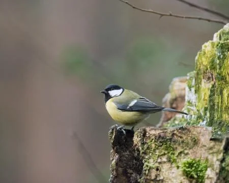 Great tit bird perched on tree trunk. Foto stock