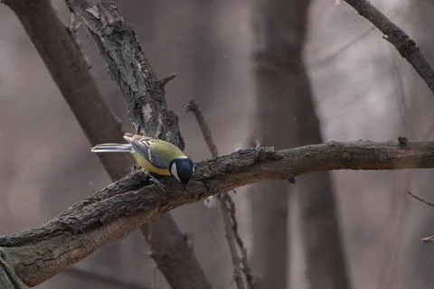 Great tit bird perched on a tree branch in a natural winter or spring forest. Stock Photos