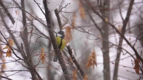 Great tit bird perching on a branch in winter Stock-Footage 329963290