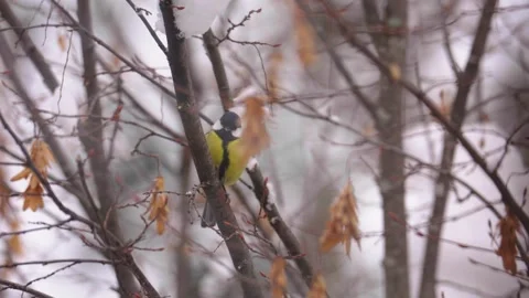 Great tit bird perching on a snowy tree branch Vídeos de archivo 329962950