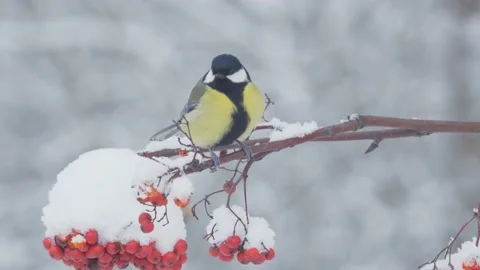 Great tit. Bird on rowan tree in winter. Parus major. Vidéo 147238190