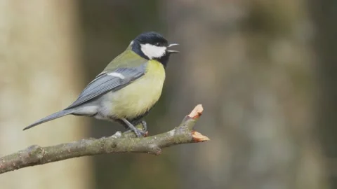 Great tit. Bird singing in the spring forest. Bird song. Parus major Vidéo 174343347