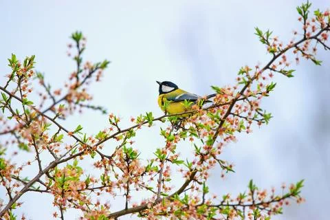 The great tit bird sitting on the blooming branch (Parus major) Фото