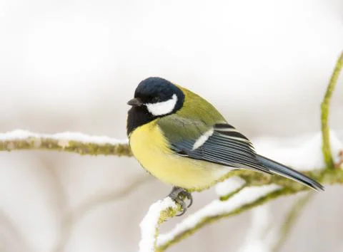 Great tit bird sitting on a snow covered tree Stock Photos