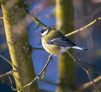 Great tit bird sitting in tree Stock Photos