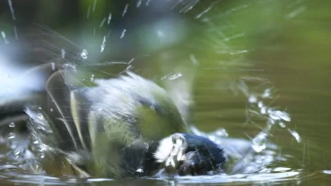 Great tit bird splashes and bathes in shallow water creating dynamic water Stock Footage 340861808