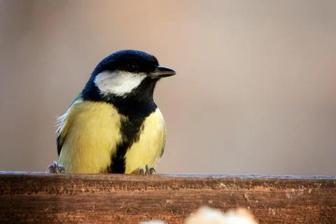 Great tit in bird table. Foto stock