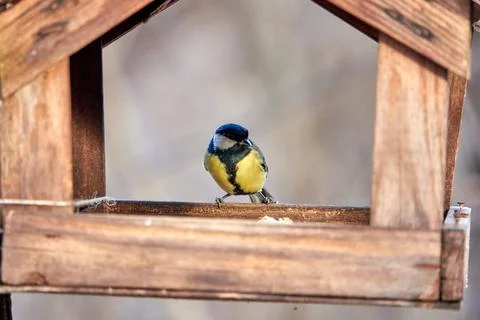 Great tit in bird table. Foto stock