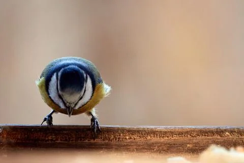 Great tit in bird table. Stock Photos