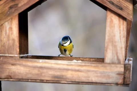 Great tit in bird table. Foto stock