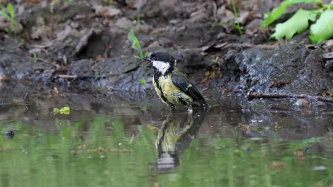 The great tit bird taking a bath, Parus major Stock Footage 154379160