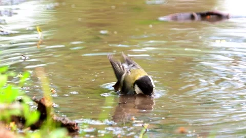 The great tit bird taking a bath, Parus major Stock Footage 195405981