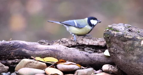 Great Tit bird taking seed from inside damaged bark and flying away slow motion Stock Footage 239104158