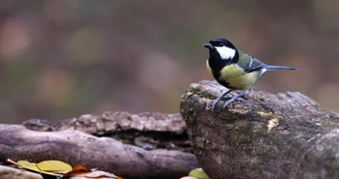 Great Tit bird taking seed from inside damaged bark and flying away slow motion Stock Footage 239104499