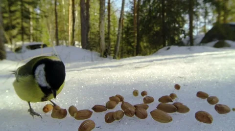 A great tit bird trying to grab peanuts Stock Footage 61356823