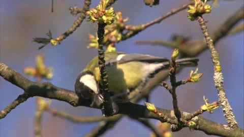 Great tit on a branch with blossoms in spring Stock Footage 268015432